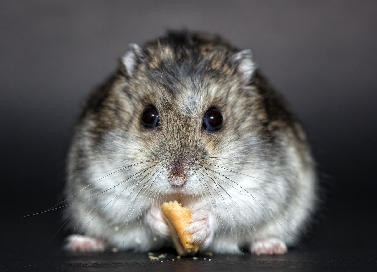 What's So Special About Hamster?